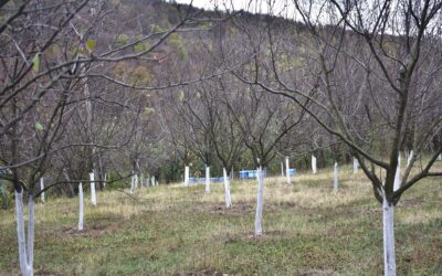 Значај третмана у фази мировања вегетације у засадима воћа