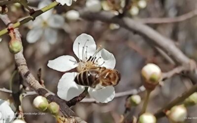 Спречимо тровање пчела