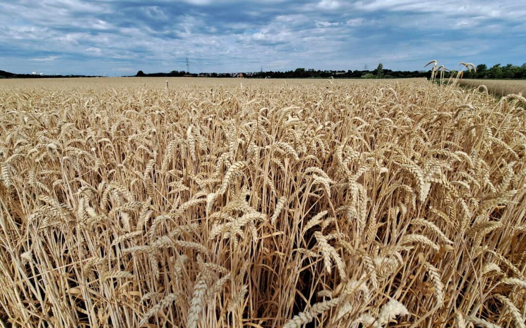 Републичке резерве купују 200.000 тона меркантилне пшенице – Цена 25 динара по килограму +ПДВ