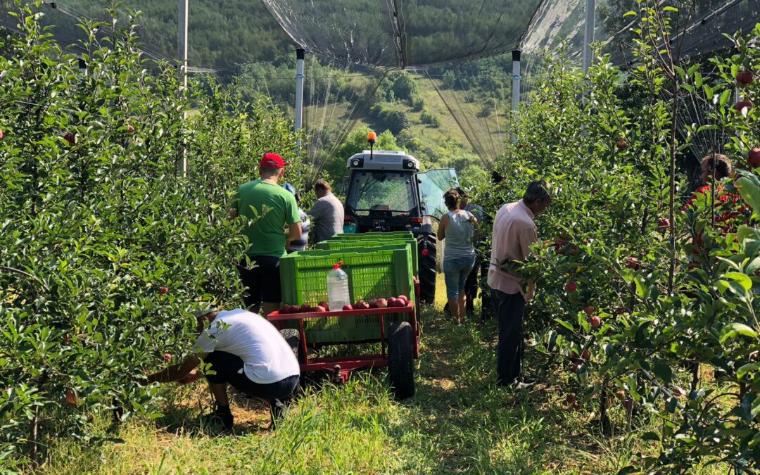 ВОЋАРСТВО У ЛЕВЧУ – Електроинжењер и докторка узгајају јабуке